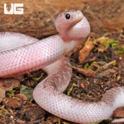 Baby White Sided Axanthic Florida Kingsnake For Sale - Underground Reptiles