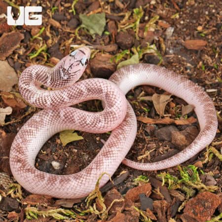 Baby White Sided Axanthic Florida Kingsnake For Sale - Underground Reptiles