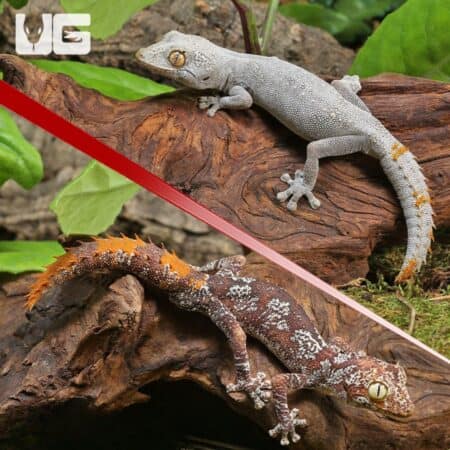 Gray and brown spiny tail geckos resting on wood and leaves.
