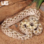 Adult Male Arctic Het Albino Western Hognose Snakes For Sale - Underground Reptiles