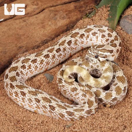 Adult Male Arctic Het Albino Western Hognose Snakes For Sale - Underground Reptiles