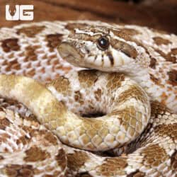 Adult Male Arctic Het Albino Western Hognose Snakes For Sale - Underground Reptiles