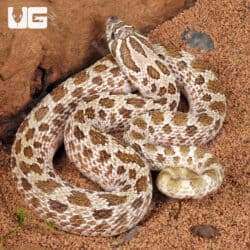 Adult Male Arctic Het Albino Western Hognose Snakes For Sale - Underground Reptiles