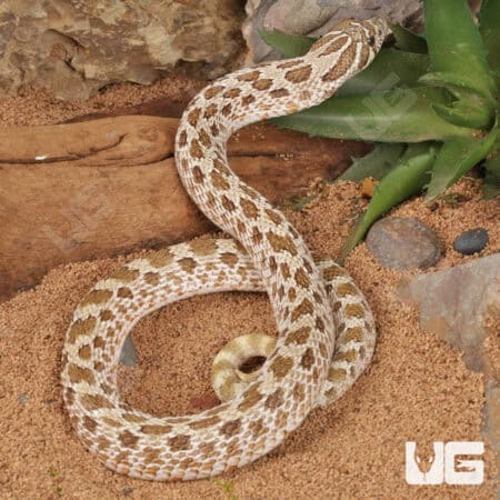 Adult Male Arctic Het Albino Western Hognose Snakes For Sale - Underground Reptiles