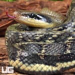 Vietnamese Blue Beauty Ratsnake For Sale - Underground Reptiles