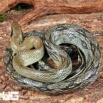 Vietnamese Blue Beauty Ratsnake For Sale - Underground Reptiles