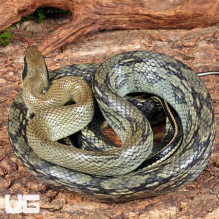Vietnamese Blue Beauty Ratsnake For Sale - Underground Reptiles