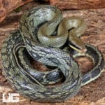 Vietnamese Blue Beauty Ratsnake For Sale - Underground Reptiles