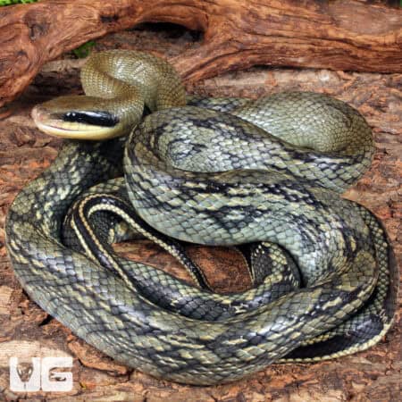 Vietnamese Blue Beauty Ratsnake For Sale - Underground Reptiles