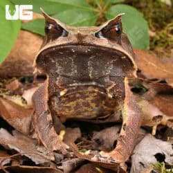 Adult Malayan Long Nosed Horned Frogs For Sale - Underground Reptiles