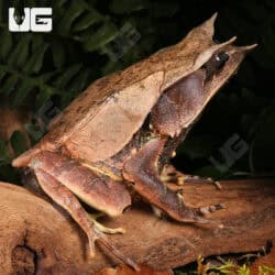 Adult Malayan Long Nosed Horned Frogs For Sale - Underground Reptiles