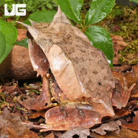 Adult Malayan Long Nosed Horned Frogs For Sale - Underground Reptiles