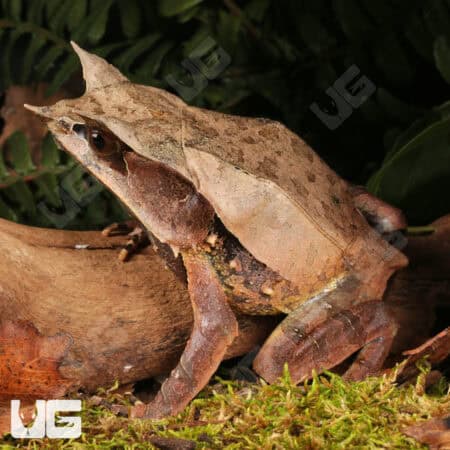 Adult Malayan Long Nosed Horned Frogs For Sale - Underground Reptiles