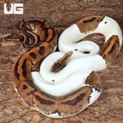 Adult Male Pied Ball Python For Sale - Underground Reptiles