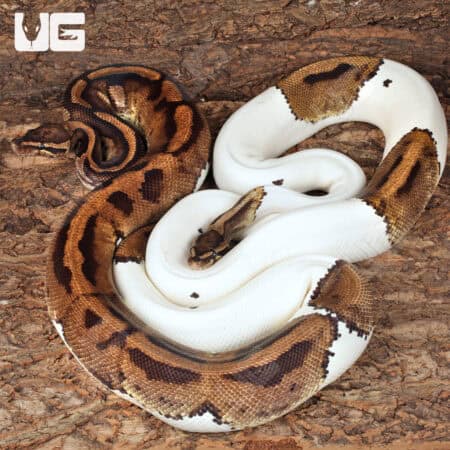 Adult Male Pied Ball Python For Sale - Underground Reptiles