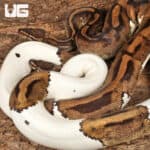 Adult Male Pied Ball Python For Sale - Underground Reptiles