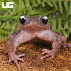 Ailao Spiny Toad (Leptobrachium ailaonicum) For Sale - Underground Reptiles