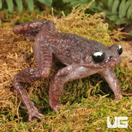 Ailao Spiny Toad (Leptobrachium ailaonicum) For Sale - Underground Reptiles