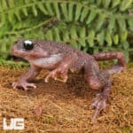 Ailao Spiny Toad (Leptobrachium ailaonicum) For Sale - Underground Reptiles