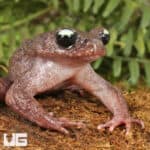 Ailao Spiny Toad (Leptobrachium ailaonicum) For Sale - Underground Reptiles