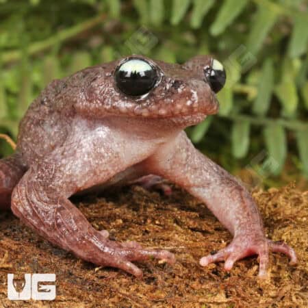 Ailao Spiny Toad (Leptobrachium ailaonicum) For Sale - Underground Reptiles