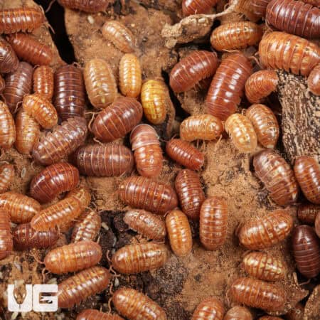 Armadillidium Vulgare Orange Vigor Isopods (armadilidium vulgare) For Sale - Underground Reptiles