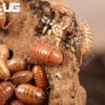 Armadillidium Vulgare Orange Vigor Isopods (armadilidium vulgare) For Sale - Underground Reptiles