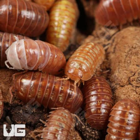 Armadillidium Vulgare Orange Vigor Isopods (armadilidium vulgare) For Sale - Underground Reptiles