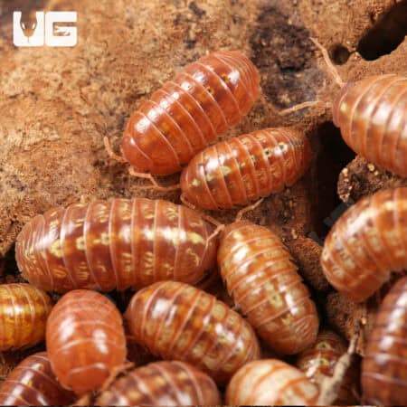 Armadillidium Vulgare Orange Vigor Isopods (armadilidium vulgare) For Sale - Underground Reptiles