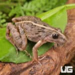 Asian Rice Frog (Fejervarya limnocharis) For Sale - Underground Reptiles