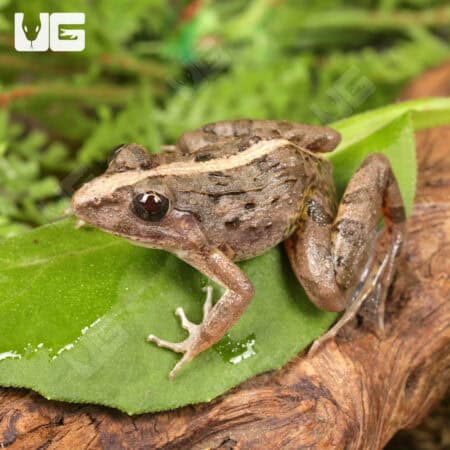 Asian Rice Frog (Fejervarya limnocharis) For Sale - Underground Reptiles