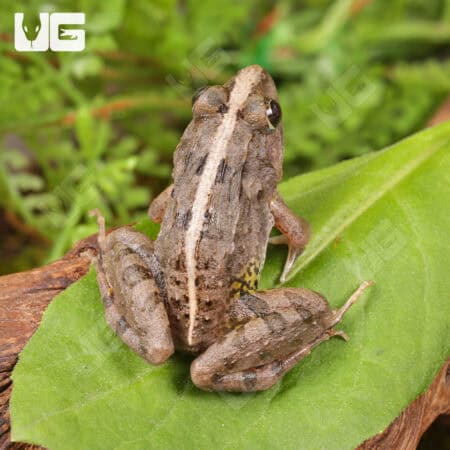 Asian Rice Frog (Fejervarya limnocharis) For Sale - Underground Reptiles