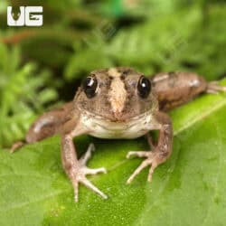 Asian Rice Frog (Fejervarya limnocharis) For Sale - Underground Reptiles