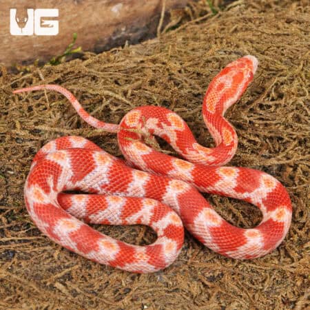 Albino Blood Red Cornsnake (Pantherophis guttatus) For Sale - Underground Reptiles