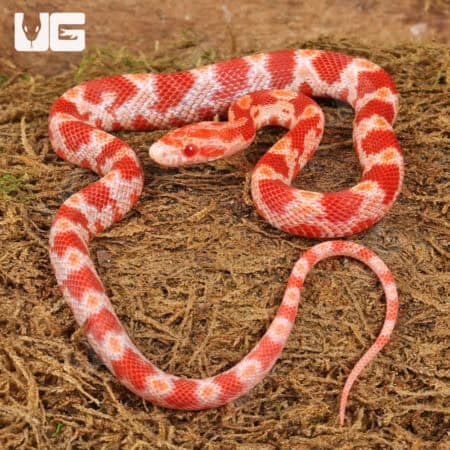 Albino Blood Red Cornsnake (Pantherophis guttatus) For Sale - Underground Reptiles