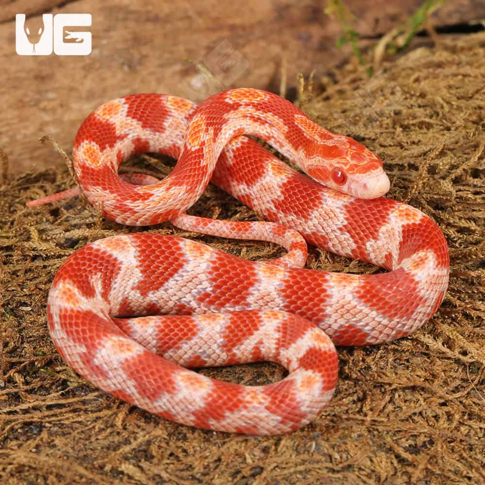 Albino Blood Red Cornsnake (Pantherophis guttatus) For Sale - Underground Reptiles
