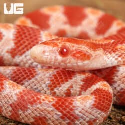 Albino Blood Red Cornsnake (Pantherophis guttatus) For Sale - Underground Reptiles