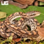 Baby Argentine Rainbow Boas For Sale - Underground Reptiles