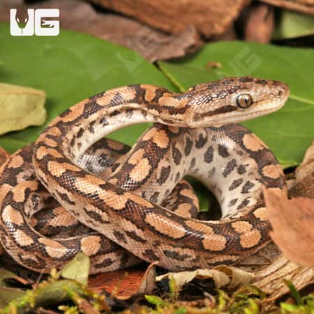 Baby Argentine Rainbow Boas For Sale - Underground Reptiles
