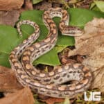 Baby Argentine Rainbow Boas For Sale - Underground Reptiles