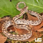 Baby Argentine Rainbow Boas For Sale - Underground Reptiles