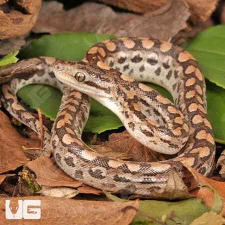 Baby Argentine Rainbow Boas For Sale - Underground Reptiles