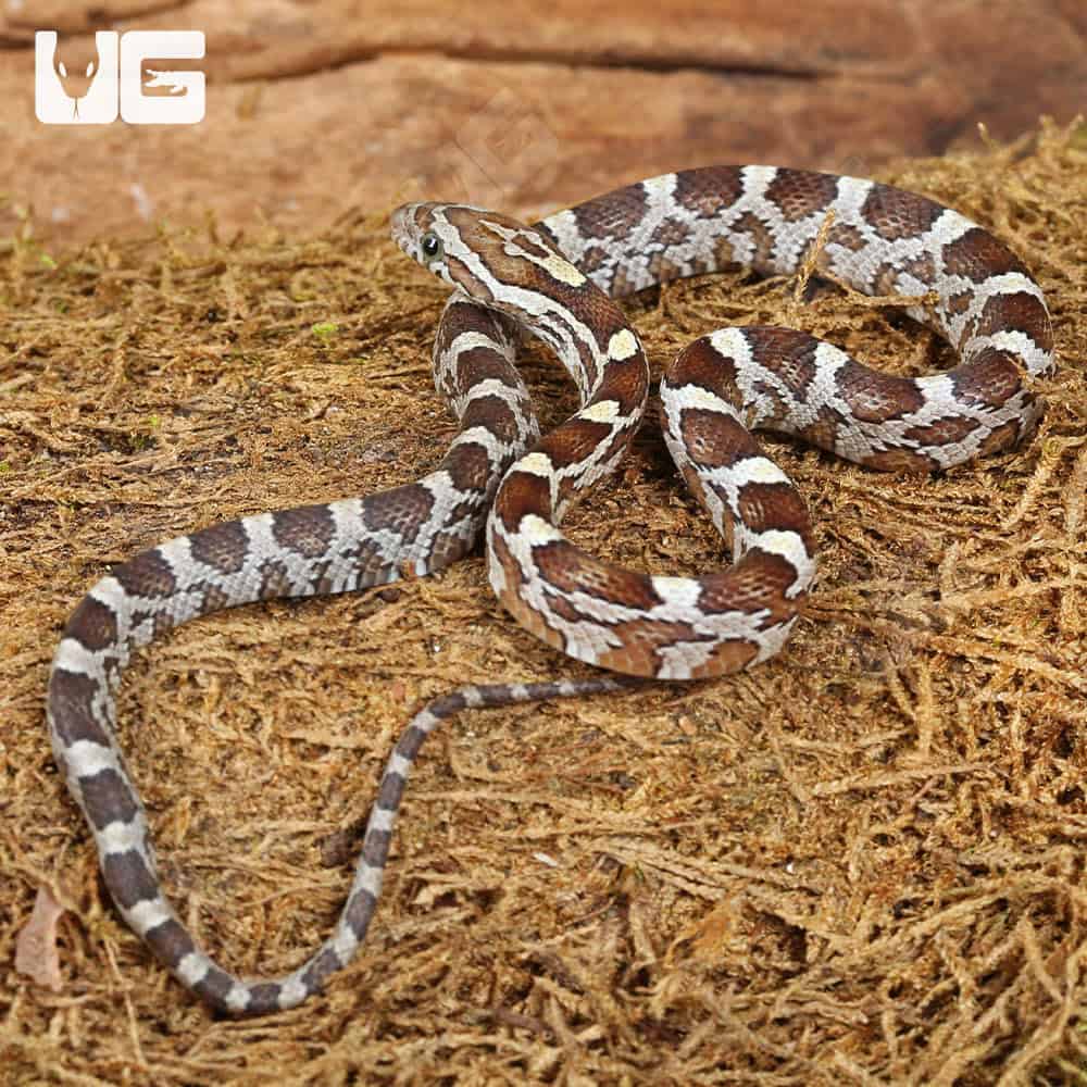 Baby Caramel Blood Red Cornsnakes (Pantherophis guttatus) For Sale - Underground Reptiles