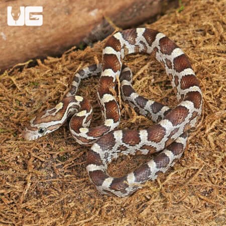 Baby Caramel Blood Red Cornsnakes (Pantherophis guttatus) For Sale - Underground Reptiles