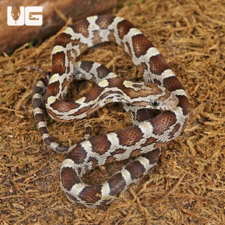 Baby Caramel Blood Red Cornsnakes (Pantherophis guttatus) For Sale - Underground Reptiles