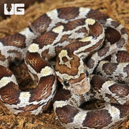 Baby Caramel Blood Red Cornsnakes (Pantherophis guttatus) For Sale - Underground Reptiles