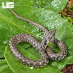 Baby Egyptian Diced Water Snake (Natrix tessellata) For Sale - Underground Reptiles