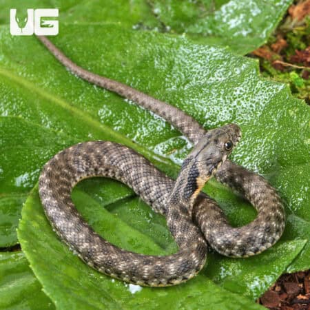 Baby Egyptian Diced Water Snake (Natrix tessellata) For Sale - Underground Reptiles