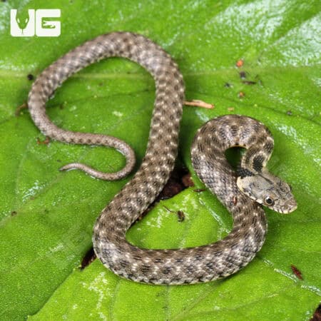 Baby Egyptian Diced Water Snake (Natrix tessellata) For Sale - Underground Reptiles