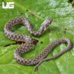 Baby Egyptian Diced Water Snake (Natrix tessellata) For Sale - Underground Reptiles